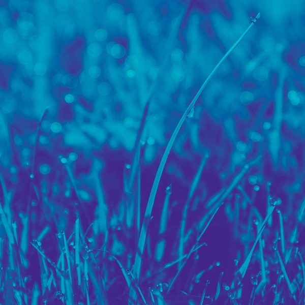 Blue Grass