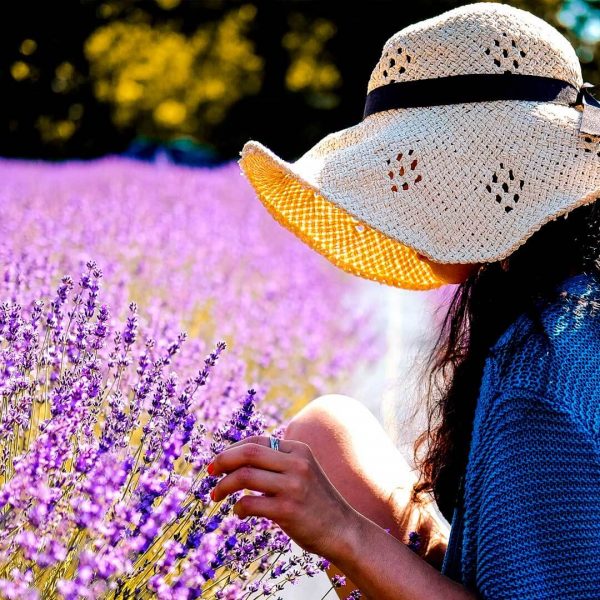 Lavender Leaves