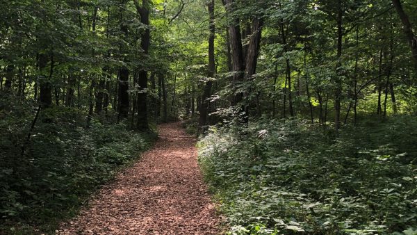 Woodland Fresh